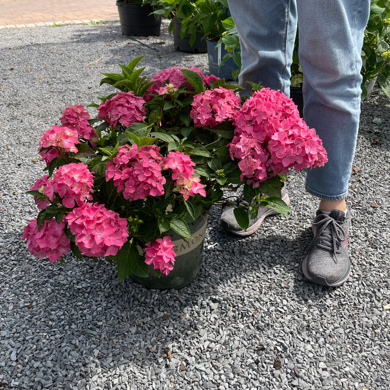Hydrangea4936　0807指定18日 Mt. Cuba Center | Hydrangea arborescens 'NCHA5' (Invincibelle® Wee